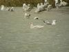 Glaucous Gull at Hole Haven Creek (Pete Livermore) (58524 bytes)